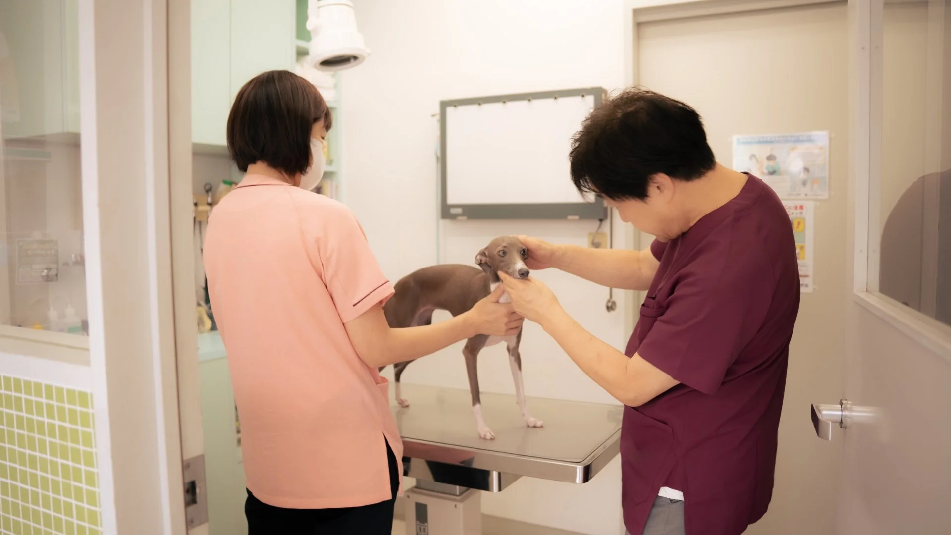診察室で犬の胸元に聴診器を当てている獣医師の手元